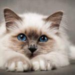 Evcil hayvan kokusu evden nasıl çıkar?