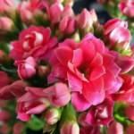 Kalanşo &ccedil;i&ccedil;eği nasıl bakılır? Kalanşo &ccedil;i&ccedil;eği nasıl &ccedil;oğaltılır?