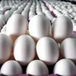 Yumurta hakkında önemli iddia: Aslında fark yokmuş
