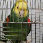 İşbirlikçi papağana gözaltı: Polisler eve gelir gelmez bağırdı!