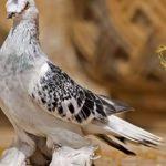 Bir ev değerindeki kuşun fiyatı dudak u&ccedil;uklattı!