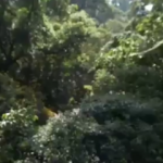 Bu ağa&ccedil; tohumunu en uzağa g&ouml;ndermek i&ccedil;in bakın ne yapıyor?