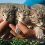 Diyarbakır'da çobanlar şaşkına döndü! 3 leopar yavrusu...