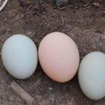 Bu tavuklar mavi yumurtluyor