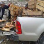 Elazığ'da 900 kilo kaçak balık ele geçirildi