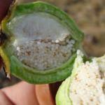 Haşhaşın faydaları nelerdir? Haşhaş hangi hastalıklara iyi gelir?