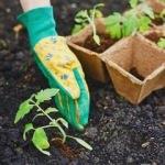 Toprak çeşitleri nelerdir? Hangi bitki hangi toprakta yetişir?