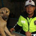 Yaralı köpeğe polis sahip çıktı