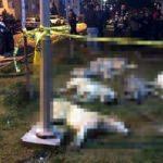Köpek katliamında istenen cezalar belli oldu
