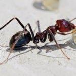 Evdeki karıncalardan nasıl kurtulunur? Doğal yollarla karıncaları kovma yöntemleri