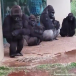 Yağmurdan kaçan Goriller sosyal medyayı salladı!