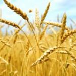 Buğdayda rekolte beklentisi en az 20 milyon ton