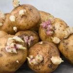 Patatesin faydaları nelerdir? Filizlenen patatese dikkat!