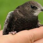 Fil s&uuml;resinde adı ge&ccedil;en Ebabil kuşu Hatay'da bulundu!