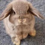 Tavşan bakımı nasıl olmalıdır? Tuvalet eğitimi nasıl yapılır?