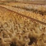Türk tavukçular ihracatta Avrupa ülkeleriyle yarışıyor