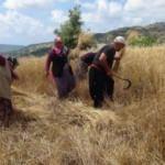 Türkiye’nin ilk buğday hasadı Antalya’dan
