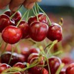 Türk kiraz ve üzümü ihracatta yeni pazarlara açıldı