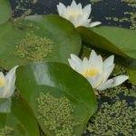 Eber Gölü'ndeki 'lotus' manzarası büyülüyor