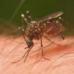 Hangi böcek ısırığı nasıl olur? Sivrisinek ısırığı nasıl geçer?
