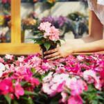 Saksı &ccedil;i&ccedil;eklerinin sineklenmesi nasıl &ouml;nlenir? Pratik y&ouml;ntemi...