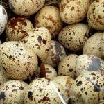 Bıldırcın yumurtasının faydaları nelerdir? Hangi hastalıklara iyi gelir?