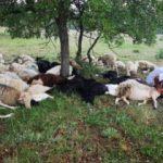 Eskişehir’de yıldırım düştü; 55 koyun telef oldu
