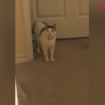 Eve gelen misafire tepkili olan kedi!