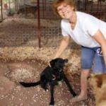 İngiliz emekli &ouml;ğretmen 33 sokak k&ouml;peğine bakıyor