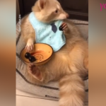 Katur kutur kiraz yiyen Rakun sosyal medyayı salladı