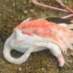 Konya'da korkunç görüntü! 20 flamingo bu halde bulundu