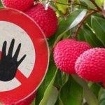Liçi meyvesi ölüme yol açıyor! 53 çocuk öldü!