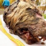 Rusya'da 40.000 yıllık ve 40 cm kafası olan kurt başı bulundu