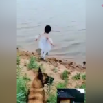 Dereye düşmek üzere olan kızı kurtaran kahraman köpek!