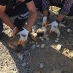 Foseptik çukuruna düşen yavru köpekler kurtarıldı