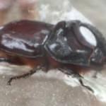 Kapısının önünde Gergedan Böceği buldu