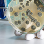 Brusella hastalığı nedir? Brusellanın belirtileri nelerdir ve tedavisi var mıdır?