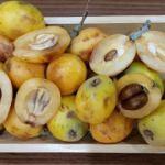 Malta eriğinin faydaları nelerdir? Malta eriği hangi hastalıklara iyi gelir?