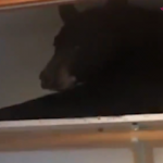 Mutfak dolabına dinlenmek için giren ayı!