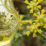 Tarhana (&ccedil;&ouml;rt&uuml;k) otunun faydaları nelerdir? &Ccedil;&ouml;rt&uuml;k otu hangi hastalıklara iyi gelir?