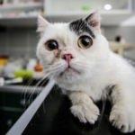 Cüce kedi Kaju'ya özel bakım yapılıyor