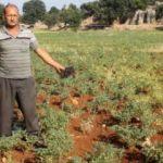 Çiftçiden ilginç yöntem! Tarlasını domuzlardan böyle koruyor