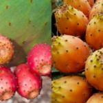 Dikenli incirin faydaları: Bir anda popüler oldu! Tek seferde 2-3 taneden fazla yerseniz...