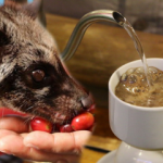 Kedi dışkısından kahve yapıyorlar! Kilosu bin dolar...