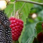 Ahududu ve Böğürtlen arasındaki fark nelerdir? Nasıl anlaşılır?