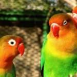 Cennet papağanına nasıl bakılır? Cennet papağının özellikleri...