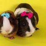 Guinea Pig  bakımı nasıl olur? Nasıl eğitilir?