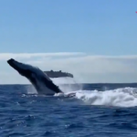 İki kambur balinanın Okyanus a&ccedil;ıklarındaki şovu!