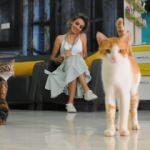 İzmit'te bir kuaf&ouml;r&uuml;n &ccedil;ırağı 15 tane kedi!
