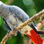 Jako papağanına nasıl bakılır? Nasıl beslenir? Nasıl eğitilir?